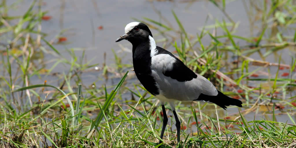 Balcksmith Lapwaing, Amboseli