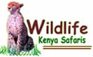 Wildlife Kenya Safaris | We Cover East Africa